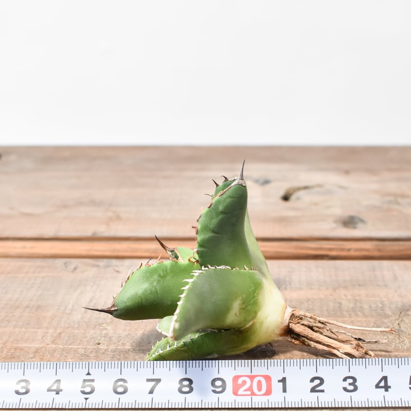 アガベ チタノタ 