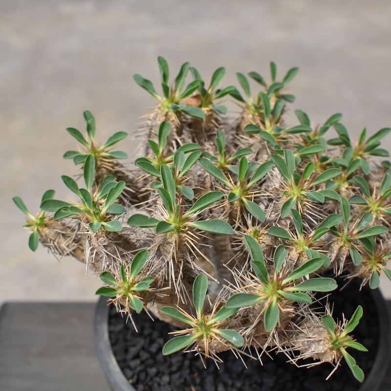 ユーフォルビア・ギラウミニアナ (発根済み) RF231708(T