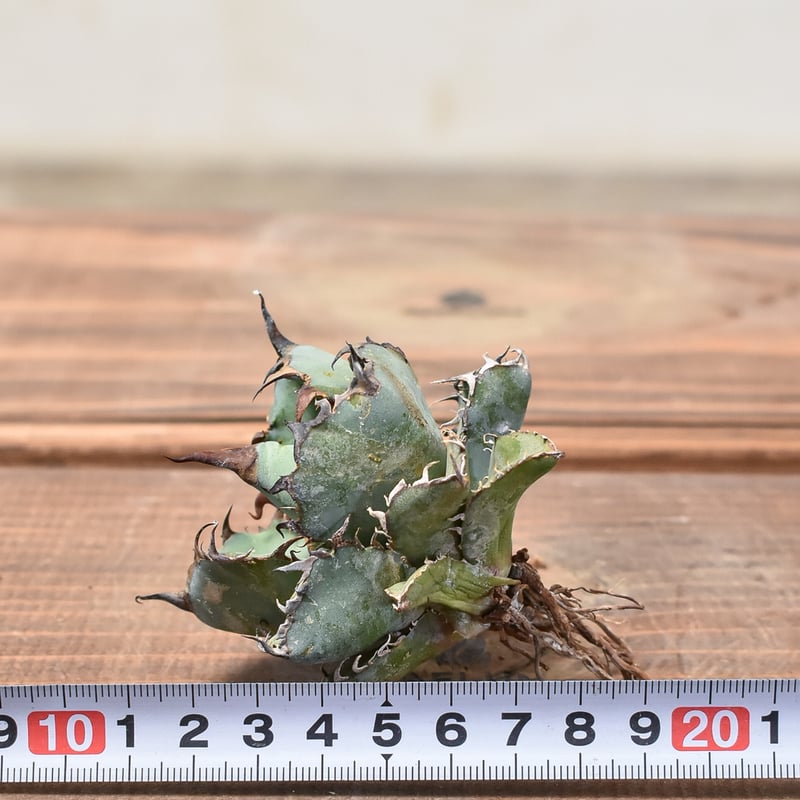 アガベ　ブラック&ブルー　台湾産 アガベ チタノタ ブラックアンドブルー (ブルーボール) STANO LAB産