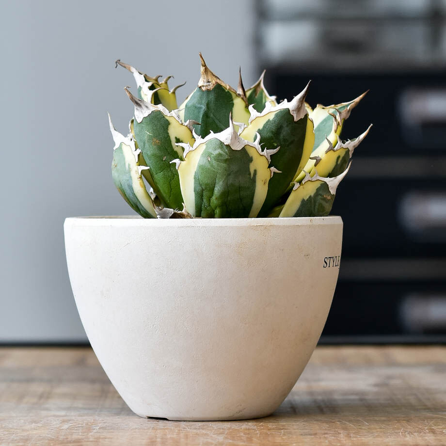 アガベ チタノタ スナグルトゥース【存在感抜群の大人気株！なかなか