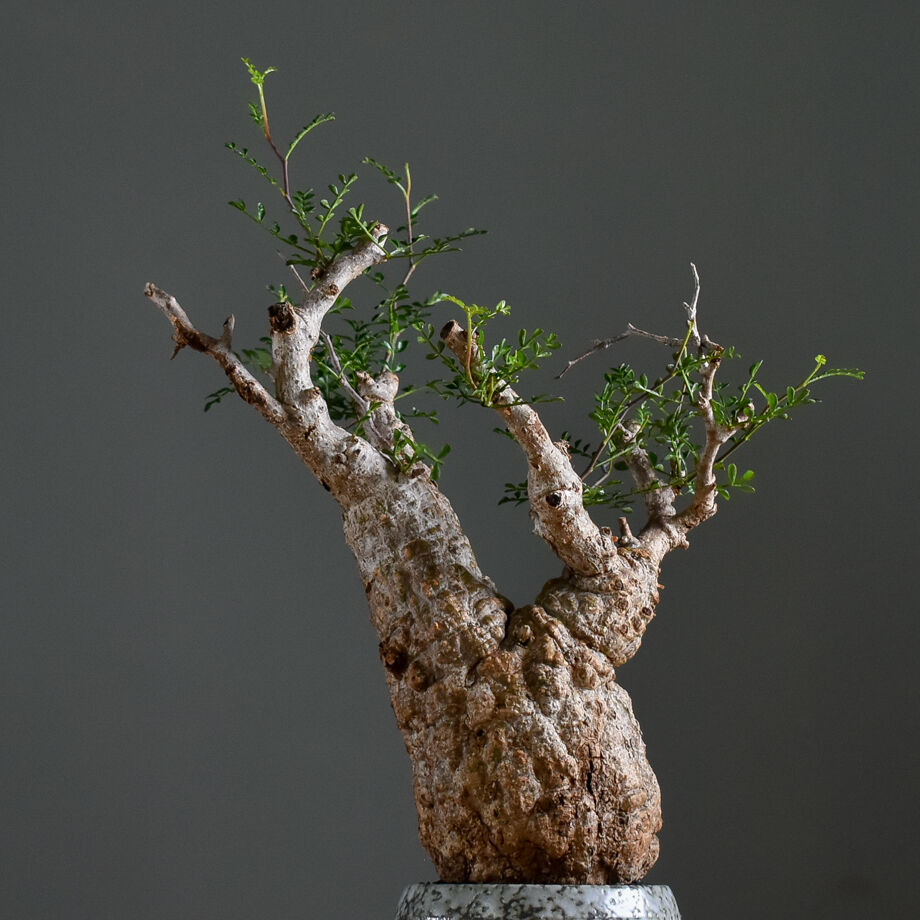 オペルクリカリア パキプス【手乗りサイズのこんもり形！厳選