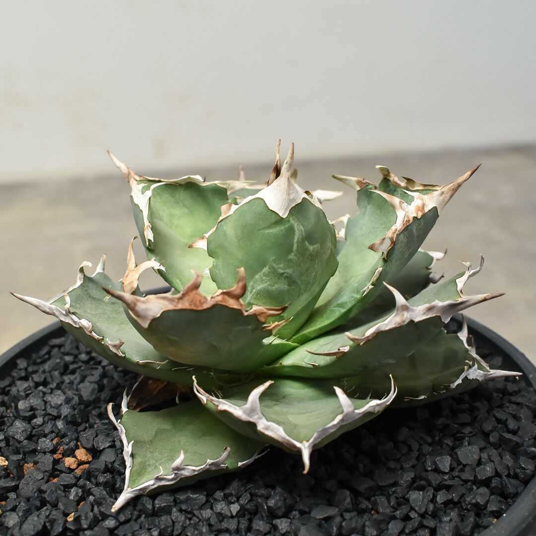 アガベ チタノタ クラブ 