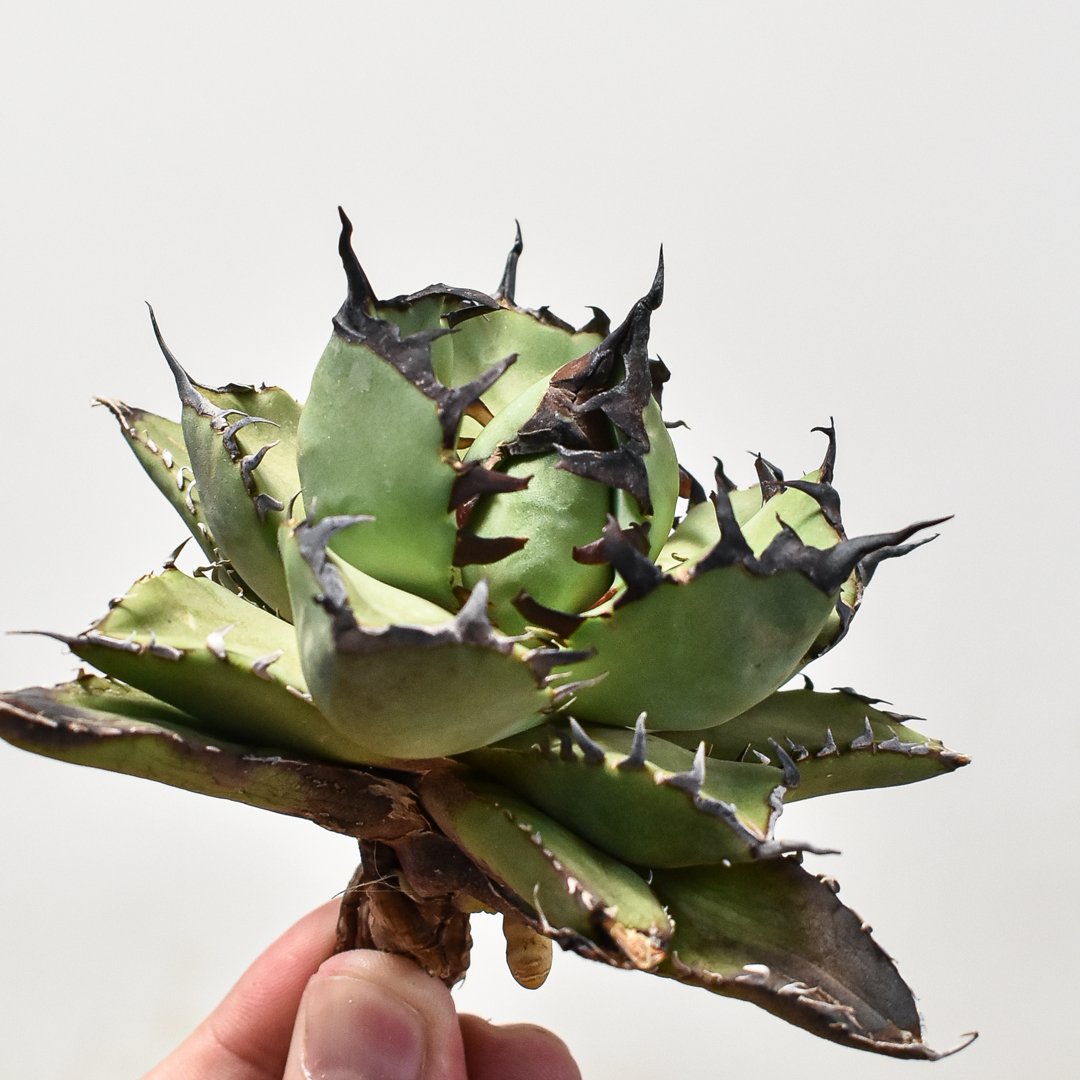 アガベ チタノタ 黒鯨