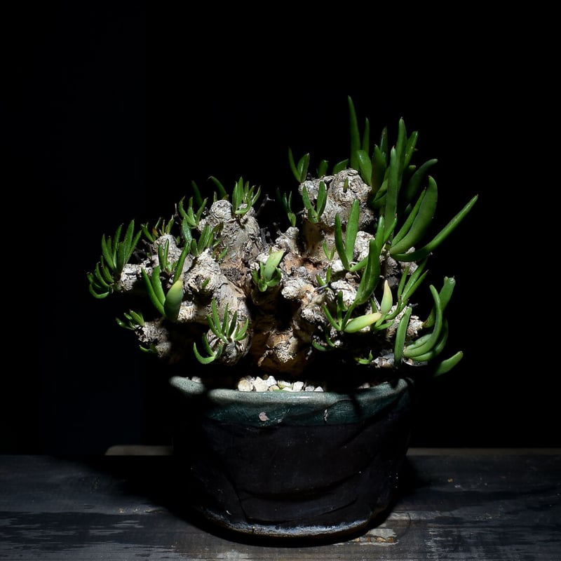 チレコドン レティキュラーツス 