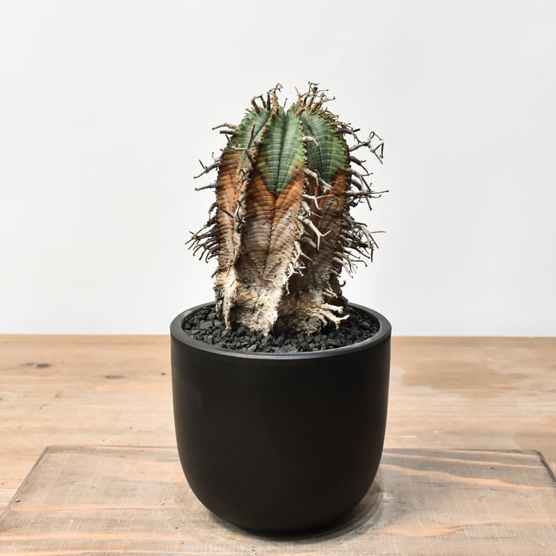 ユーフォルビア オールドスーパーバリダ 