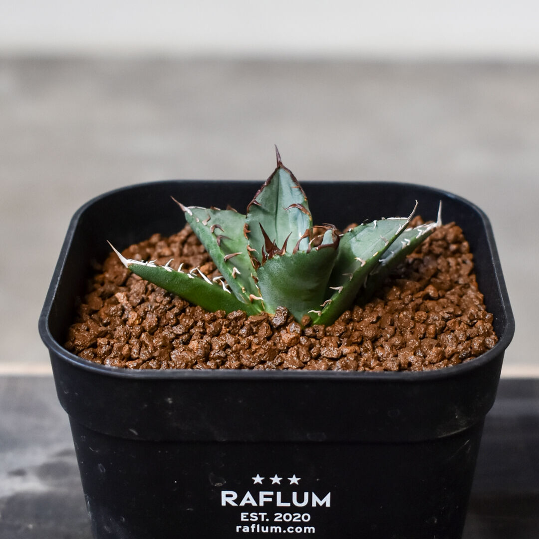 アガベ チタノタ 