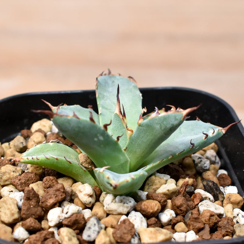 アガベ Dennis hybrid 黑帝斯x妖炎 /ハデス×エボリスピナ 【台湾DENNIS