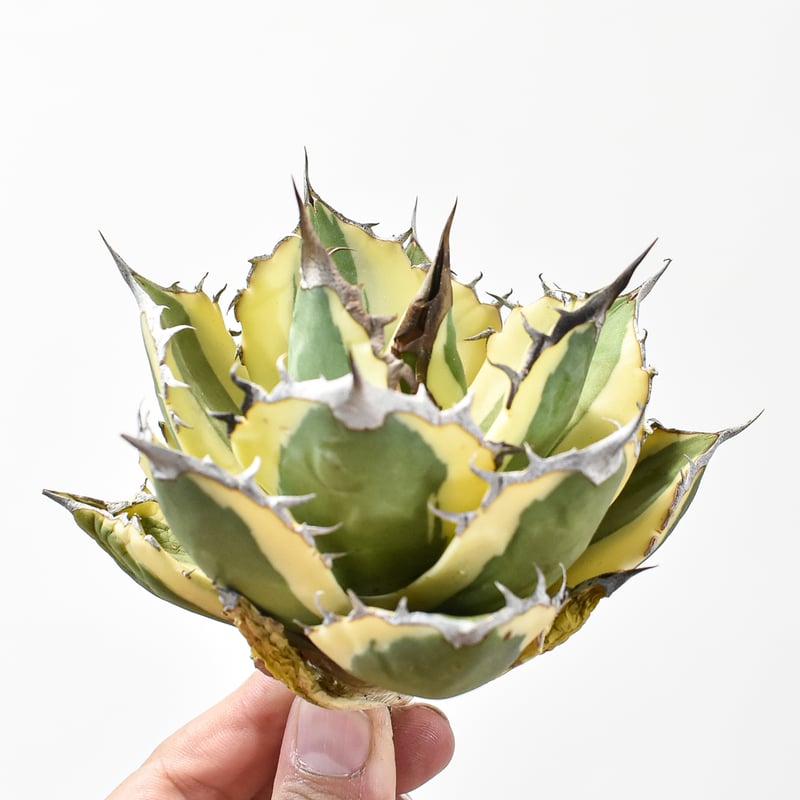 アガベ チタノタ スナグルトゥース 