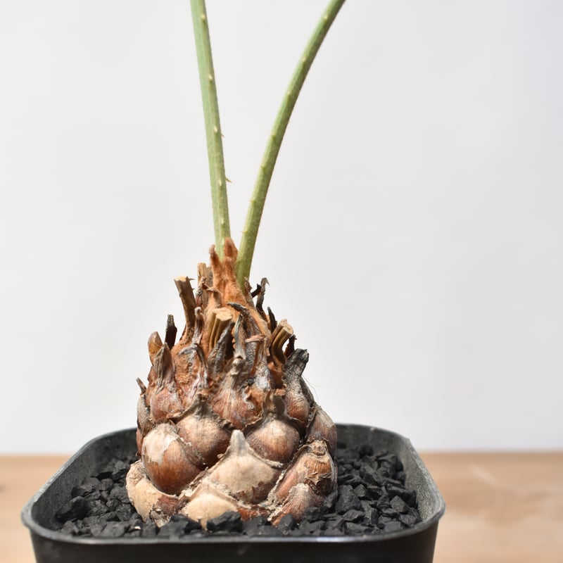 サイカス　コッツシアーナ サイカス コッツシアーナ