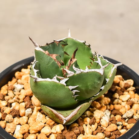 CATEGORY チタノタ 柊月 (Juggernaut × FO-076 hybrid) | CATEGORY チタノタ 柊月 (Juggernaut × FO-076 hybrid) |