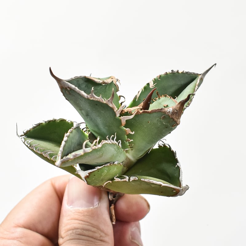 アガベ チタノタ DENNIS018 【台湾DENNIS産/発根済み/子株】E DN24