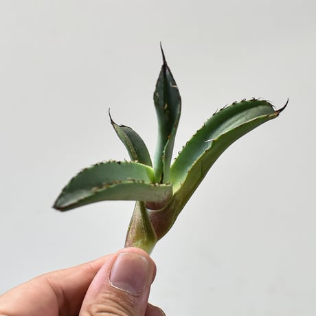 CATEGORY アガベ チタノタ スペード 黒桃 | RAFLUM / ラフラム｜東京