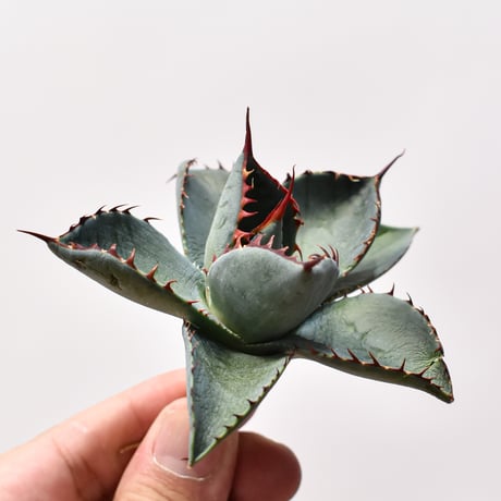アガベ ハイブリット 曙光 ×（パラサナ、イシスメンシス）【台湾botanical_seeker産】K RF25011582