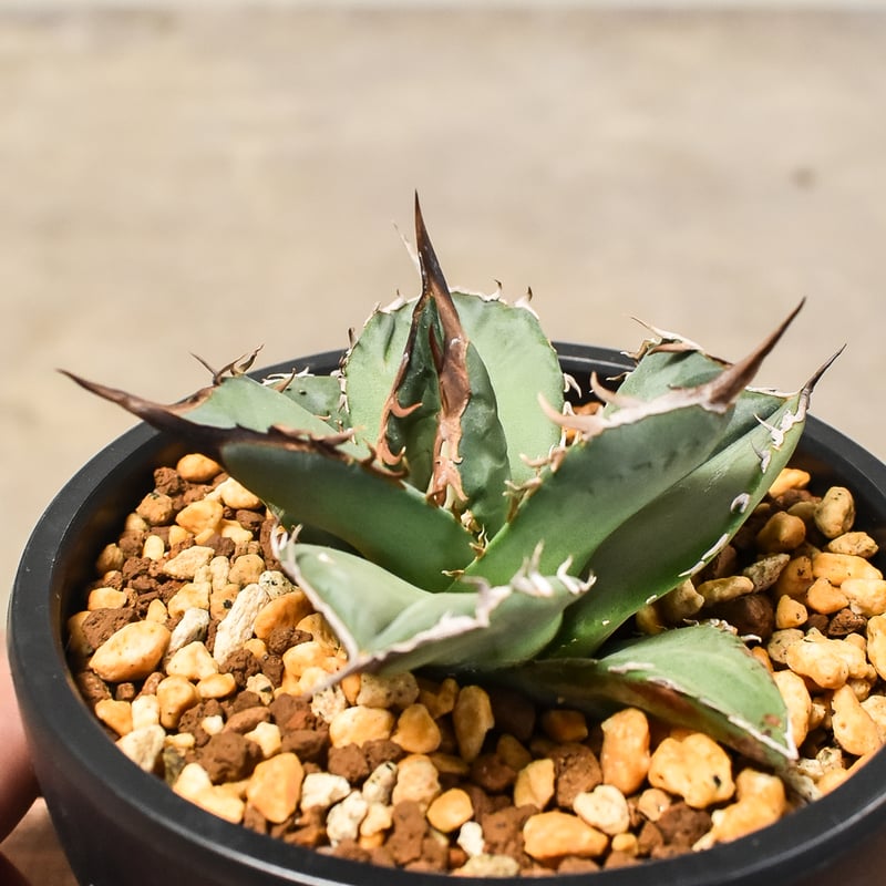 アガベ チタノタ 