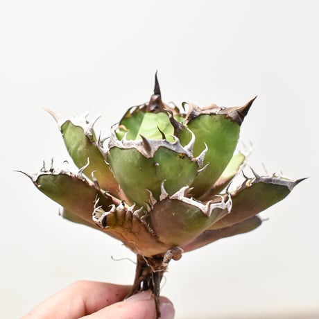 【RAFLUM特選株】アガベ チタノタ "レッドキャットウィーズル" / 赤猫 , 紅猫  【台湾産/抜き苗/中株】DG2400512 C