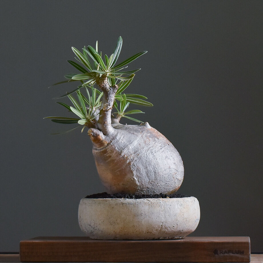 パキポディウム グラキリス【イチ押し！パキポディウム系の