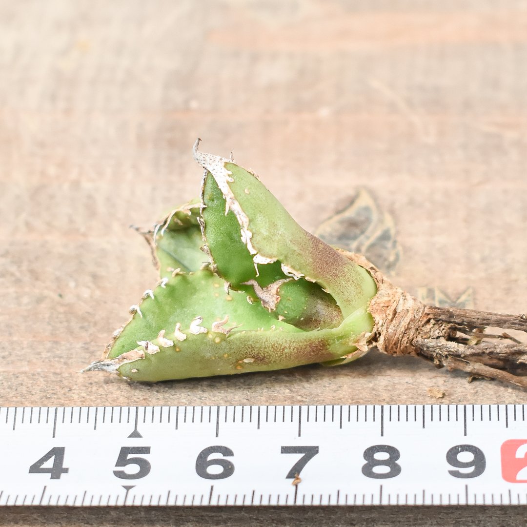 アガベ チタノタ 麻花龍 子株 アガベ・チタノタ 麻花（芽）-021｜agave Twist Dragon/Ma Hua |