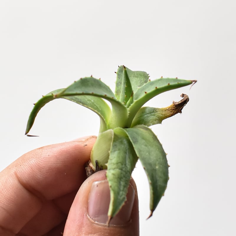 アガベ ハイブリット 