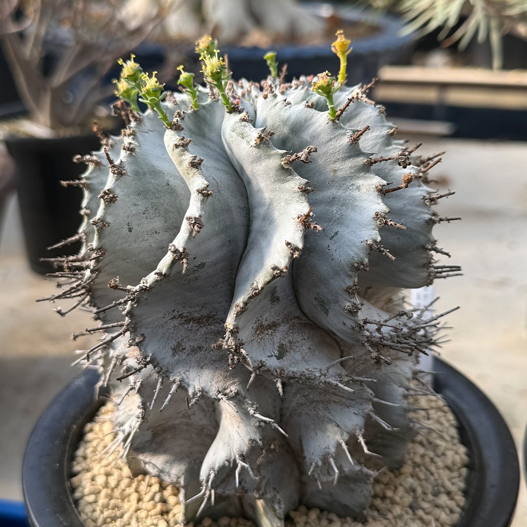 ホリダ　確認用 ホリダ 確認用 ユーフォルビア ホリダ No.012 ユーフォルビア