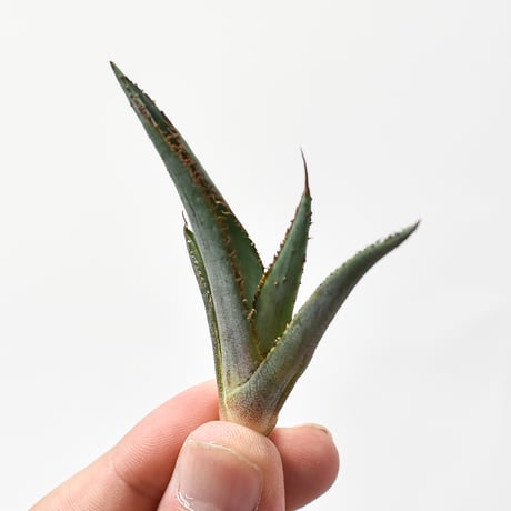 アガベパープソラム | STORES