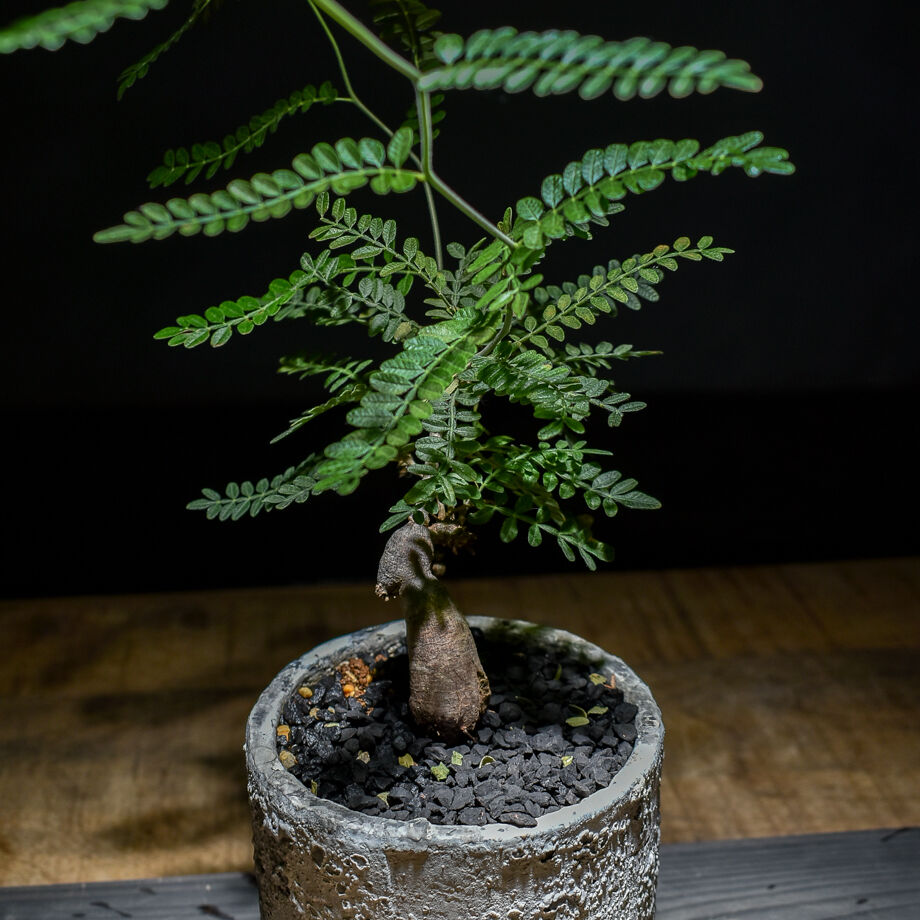 オペルクリカリア ヒファエノイデス （実生株）RF221001