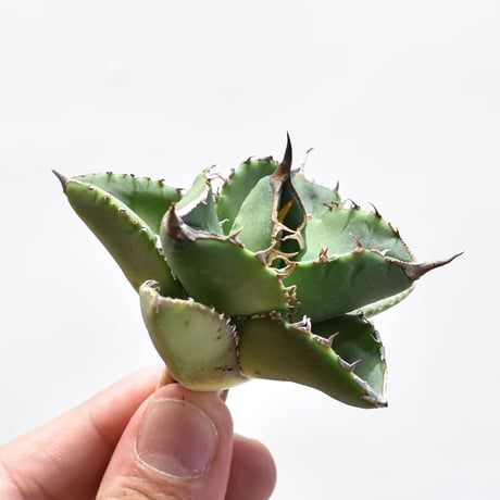 CATEGORY アガベ チタノタ 