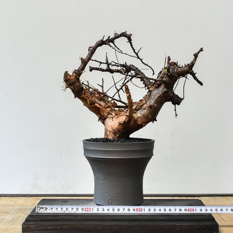 【現地株】コミフォラ　ボラネンシス コミフォラ ボラネンシス Commiphora boranensis #コミフォラボラネン