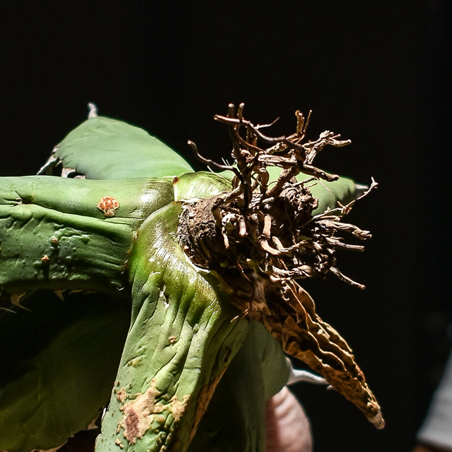 アガベ チタノタ 