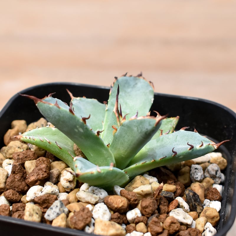 アガベ Dennis hybrid 黑帝斯x妖炎 /ハデス×エボリスピナ 【台湾DENNIS