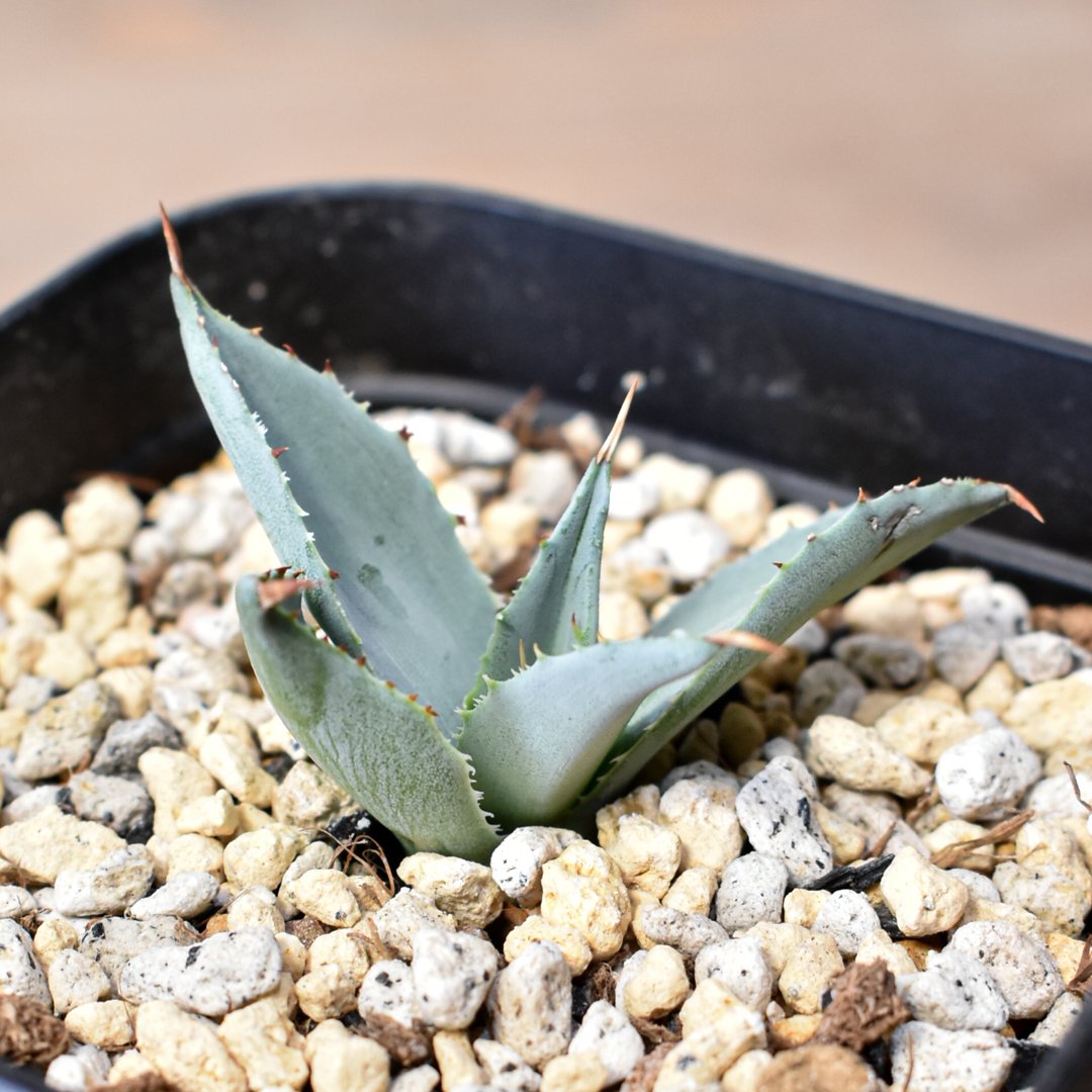 アガベ ハイブリット 