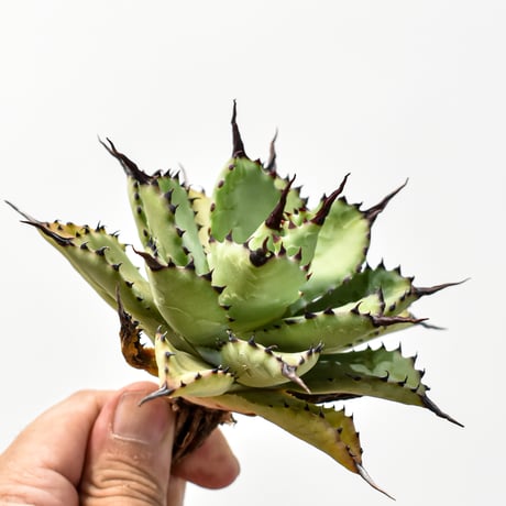 アガベ  hybrid "曲刺八雷"（マクロアカンサ × ポタトラム ハイブリット）【台湾 dragon agave産/抜き苗販売/中株】RFDG25011230
