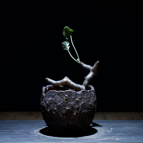 CATEGORY ミラビレ | RAFLUM / ラフラム｜東京、大阪の塊根植物