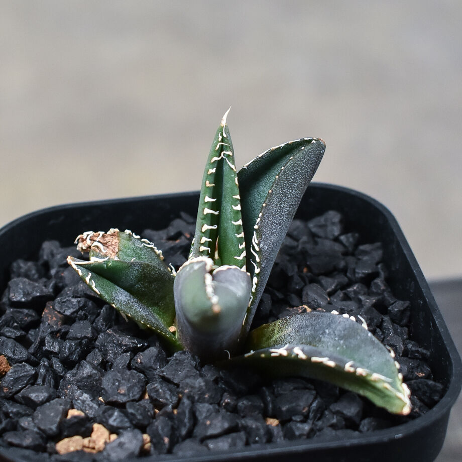 リクエスト品　アガベ　ディアボロビアンコ　コンパクタ　2点セット アガベ チタノタ 