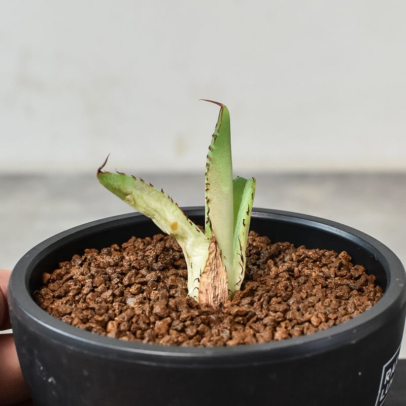 アガベチタノタ　FO-76 大株　子株4つ付き アガベチタノタ FO-76 大株 子株4つ付き agave titanota FO-76