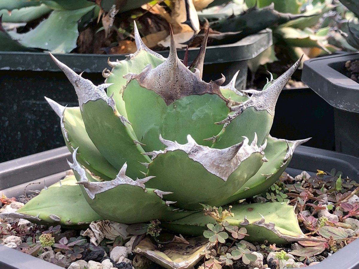 アガベ チタノタ　白妖　縞斑 アガベ・チタノタ白鯨（縞斑）中-001｜agave titanota white