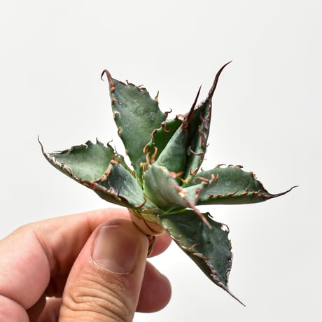 CATEGORY ユタエンシスエボリスピナ×ブラックアンドブルー