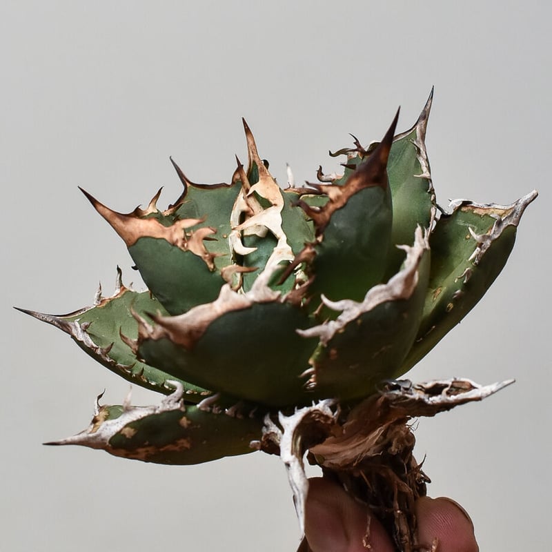 現物出品！　アガベ　チタノタ　ホワイトホーク　fo076 アガベ チタノタ ホワイトホーク① 検白鯨黒鯨fo076パリーレッド