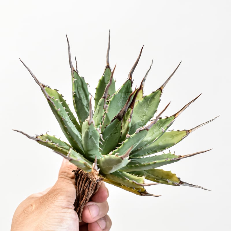 【発根済・陽炎】4.5号サイズ 白棘ハイクオリティ株！！エボリスピナ/鉢ごと発送 発根済・陽炎】4.5号サイズ 白棘ハイクオリティ株！！エボリスピナ/鉢