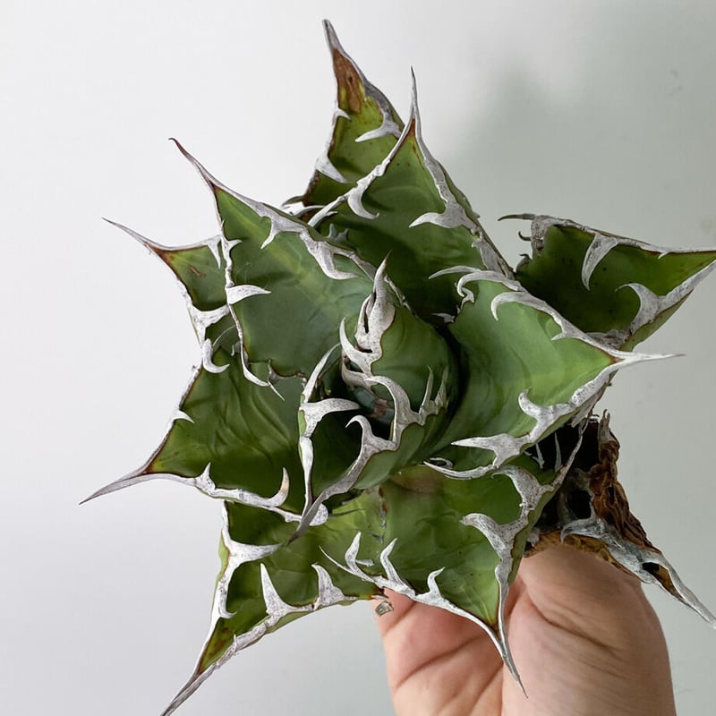 アガベ チタノタ FO-076 OLD （抜き苗販売）RF22835 | RAFLUM