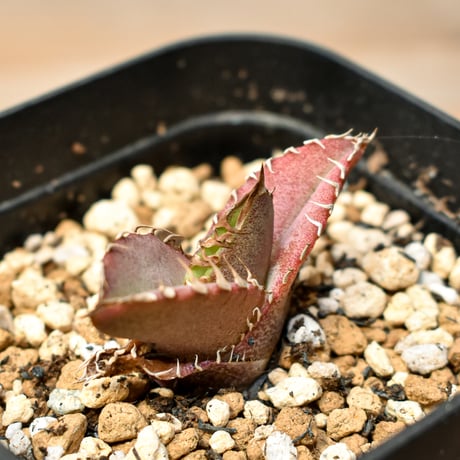 【RAFLUM育成株 5個セット】アガベ Mexico oteroi seeding / オテロイ実生 メキシコ産  【RAFLUM産/実生/子株】A3