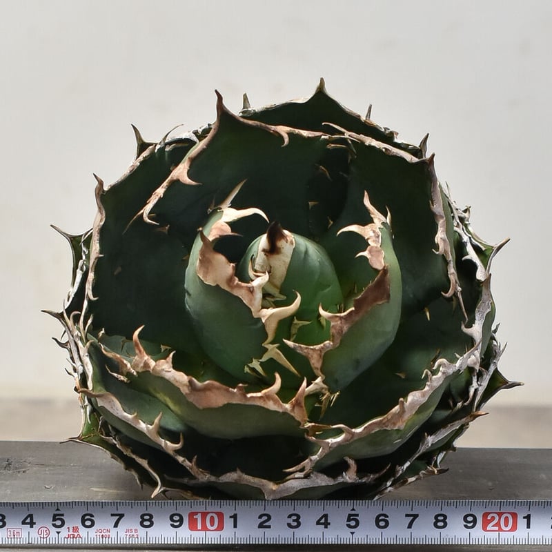 アガベ チタノタ オテロイ アガベ チタノタ オテロイ