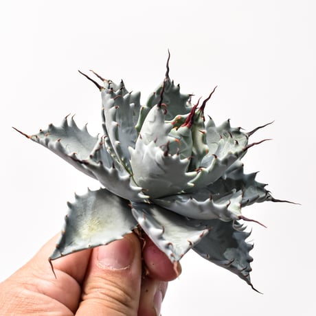 アガベ ハイブリット アメリカ白銀甲蟹(美系白銀)×象牙妖炎【台湾botanical_seeker産/選抜株】RF25011798