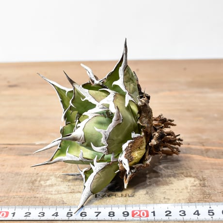 アガベ チタノタ "精品ハデス" / 精品黒帝斯、精品恐竜牙歯 【台湾 dragon agave産/中株/抜き苗】RF25011696