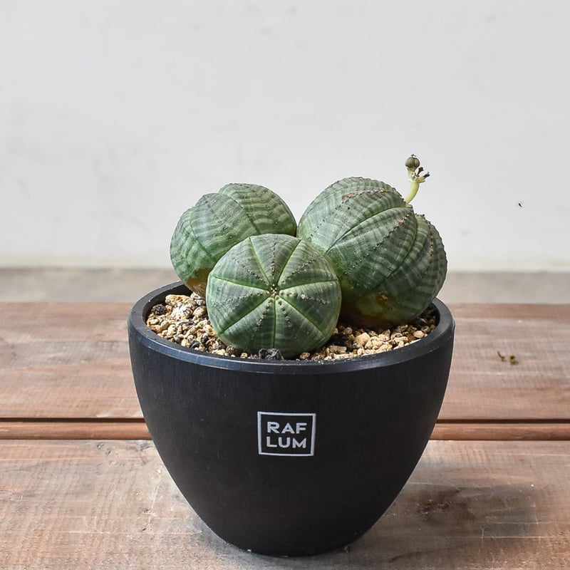 ユーフォルビア オベサ オベサhyb 群生type A2678☆ユーフォルビア 多肉植物☆浦部陽向園