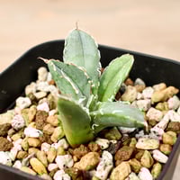 パキポディウム イノピナツム 【 現地球/発根済】HK2402390(T