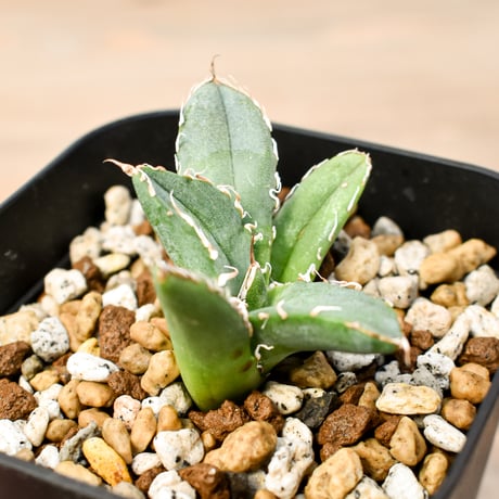 SALE | RAFLUM / ラフラム｜東京、大阪の塊根植物（コーデックス