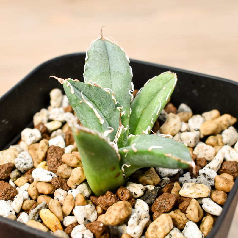 アガベ チタノタ 