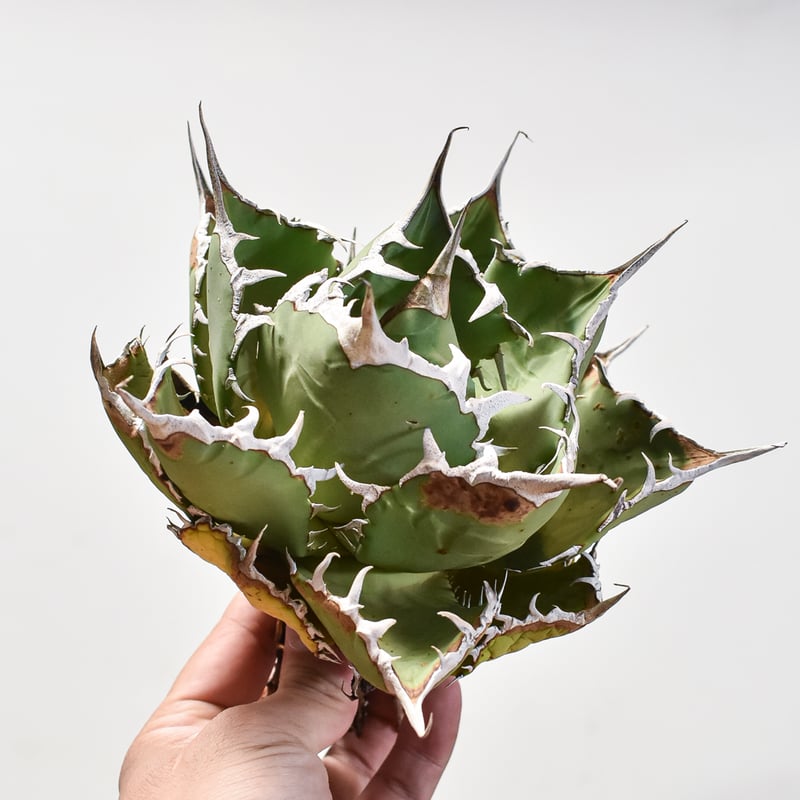 親株出品　アガベ　チタノタ　小鳥白刺 親株出品 アガベ チタノタ 小鳥白刺 親株出品 アガベ チタノタ 小鳥白刺