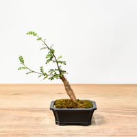 チレコドン レティキュラーツス 