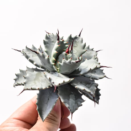 アガベ ハイブリット アメリカ白銀甲蟹(美系白銀)×象牙妖炎【台湾botanical_seeker産/選抜株】RF25011800